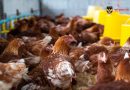 Harga Ayam Naik Jelang Ramadan, Mendag Budi Santoso Bantah MBG Penyebab Utama