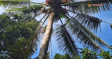 Sempat Dikira Hilang, Pencari Janur Ditemukan Tewas di Atas Pohon Setinggi 25 Meter