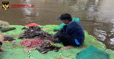 Ikan Sapu-Sapu Dibasmi DPRD DKI, Komisi D Singgung Potensi Disalahgunakan Jadi Makanan