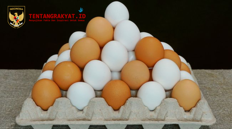 perbandingan telur ayam dan telur bebek dari segi gizi dan manfaat